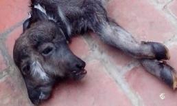 Đổ xô xem nghé 2 đầu, 4 mắt song chỉ có 2 tai