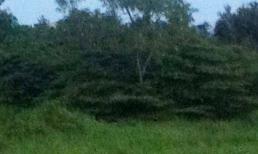 Xác nam sinh bán vé số trong bụi rậm