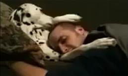 Chó vuốt ve chủ 