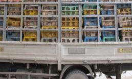 Những chuyến xe 'ma' chở nội tạng thối, gà thải loại