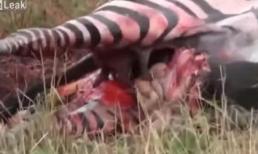 Tận mục đàn linh cẩu xẻ thịt ngựa vằn đơn độc