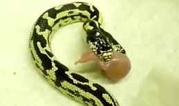 Cách ăn của rắn 2 đầu