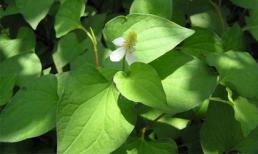 Công dụng thần kỳ của rau diếp cá