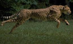 Động vật chạy nhanh nhất thế giới