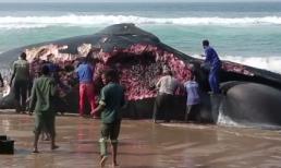 Lặng người trước cái chết của một chú cá voi