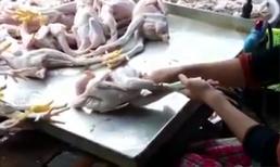 Kinh hoàng chiêu biến gà gầy thành gà béo