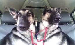 Công phu 'quẩy' tai cực chất của chú chó khi nghe Low - Flo Rida