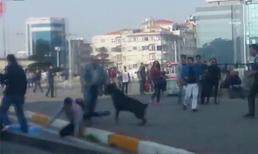 Can theo cách của... cún