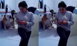 Chú chó phiền phức nhất năm