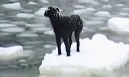 Xúc động cảnh con người cứu động vật gặp nguy hiểm