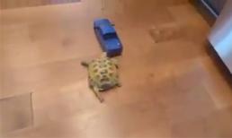 Chú rùa chạy nhanh nhất hành tinh