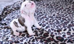 Cún con tập 'gáy' cực dễ thương