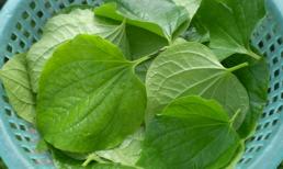 Chữa mồ hôi tay, chân triệt để nhờ lá lốt