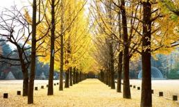 15 điểm đến không thể bỏ lỡ ở Hàn Quốc