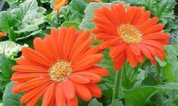 Tử vi cung hoàng đạo thứ sáu của bạn (17/10/2014)