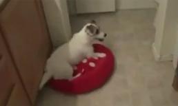 Chú chó thông minh giỏi việc nhà