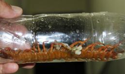 Người bị rết dài 30 cm chui vào quần lại gặp rết 'khủng'