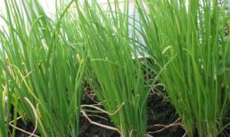 Củ hành - thần dược đa năng