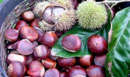 Hạt dẻ - tiên dược cho sức khỏe mọi người