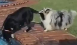 Hai chú chó tốt bụng giúp đỡ nhau