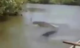 Rùng mình thấy con rắn nước to nhất thế giới