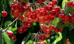 Nhóm thực phẩm bảo vệ sức khỏe siêu tốt