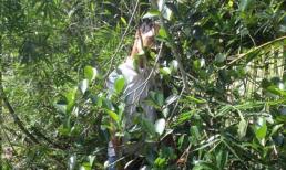 Vợ bỏ đi, chồng treo cổ trên cây dừa tự tử