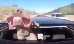 Hài hước với cách khoe răng của cún