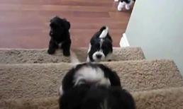 Những chú cún con tập 'vượt chướng ngại vật' cực đáng yêu