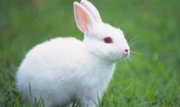 Những 'độc chiêu' thử thai của phụ nữ cổ đại