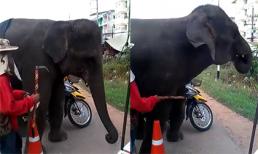 Voi Thái Lan 'bật nhạc là bay'