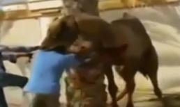 Lạc đà bị cắt cổ điên cuồng ngoạm đầu người đàn ông