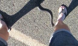 Thanh niên cứng đứng yên cho rắn... cắn