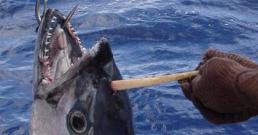 Bắt được cá ngừ 'mọc' sừng như trong thần thoại