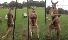 Chú chuột túi đô con nhất nước Úc