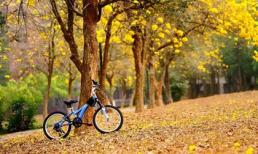 Chủ nhật của bạn (26/10): Nhân duyên của Cự Giải rất tốt