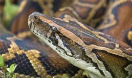 Trăn sinh con mà không cần giao phối