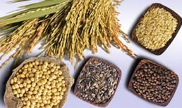 Muốn con thông minh phải ăn nhiều chất sắt