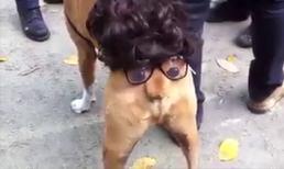 Ngụy trang cực dễ thương theo kiểu của cún