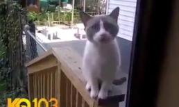 Chú mèo gọi cửa cực thảm thiết