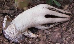 Loài nấm có hình dạng giống bàn tay