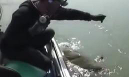 Con cá trê nặng cỡ vài tạ