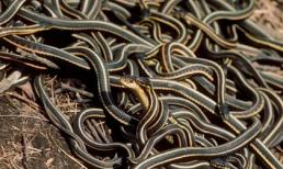 Phát hiện 102 con rắn trong căn nhà ở Canada