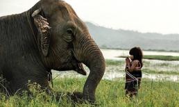 Bé gái Việt 6 tuổi huấn luyện voi lên báo Anh