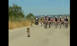 Chú chó dẫn đầu trong cuộc đua xe đạp vòng quanh nước Ý