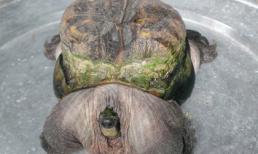 Phát hiện con rùa “siêu dị” ở Tiền Giang