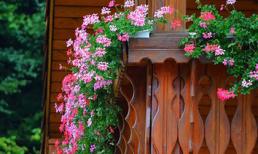 Hoa cảnh dễ trồng đang lên ngôi