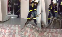 Thái Lan: bắt trăn khổng lồ trong phòng ngủ