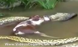 'Hãi hùng' cảnh con trăn giết và nuốt một con bò