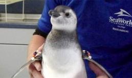 Chim cánh cụt duy nhất trên thế giới chào đời bằng phương pháp thụ tinh ống nghiệm